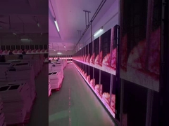 LED Şeffaf ızgara Ekran Kiralama Etkinlikler Cam Perde Ekran Pencere P3.91 P782